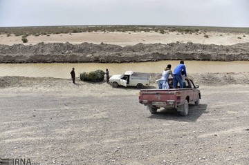 حیات مجدد دریاچه هامون