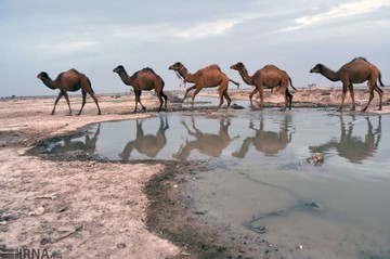 حیات مجدد دریاچه هامون
