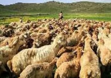 قاچاق گوسفند با اتوبوس مسافربری/ عکس