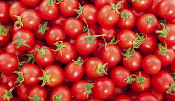 افزایش ۷۰ درصدی کشت گوجه فرنگی در پارس آباد