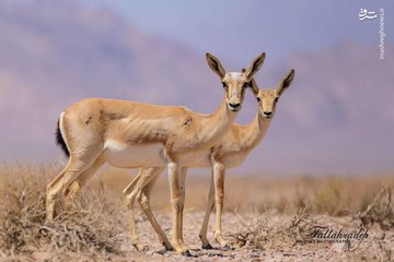 عکس | آهوی پرشین در یزد