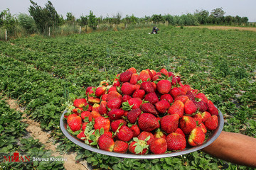 برداشت توت فرنگی در مازندران