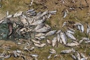 تصاویر | بلایی که سیل‌ خوزستان بر سر ماهی‌ها آورد