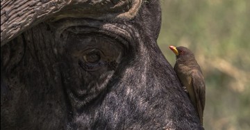 عکس | فیس‌توفیس بوفالو و پرنده در عکس روز نشنال جئوگرافیک