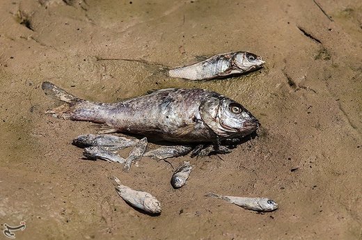 تلف شدن هزاران ماهی در مناطق سیل‌زده خوزستان