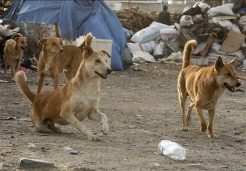 آزمایش ۷۰ سگ ولگرد در تهران پس از گزارش هاری و گازگرفتگی