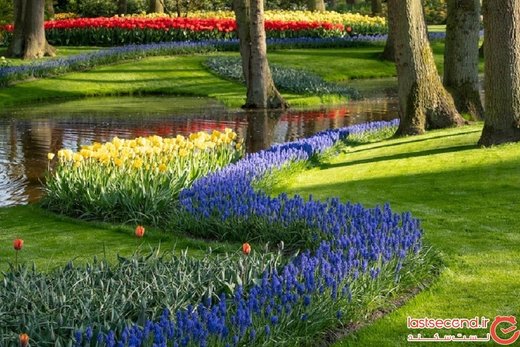 شکفتن ۷ میلیون لاله رنگارنگ در بزرگ‌ترین باغ گل هلند