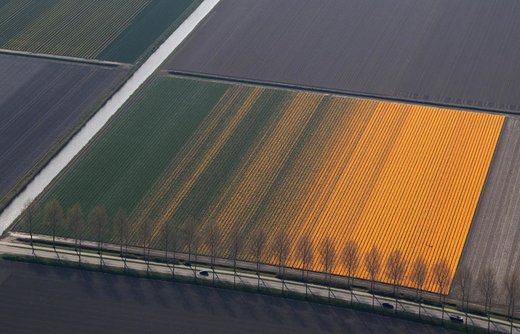 مزارع گل لاله در هلند