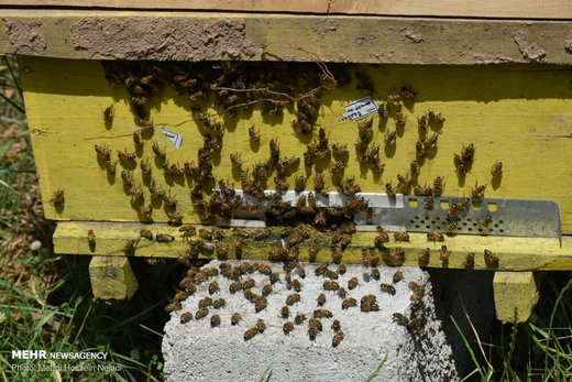پرورش زنبور عسل در گردنه کوهستانی حیران