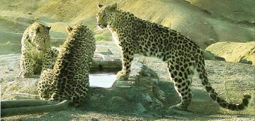 عکس | ۳ پلنگ ایرانی در پارک ملی توران