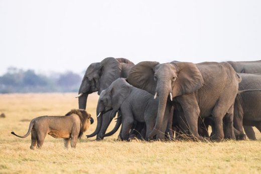 شکار ناموفق شیرها در رویارویی با گله فیل‌ها