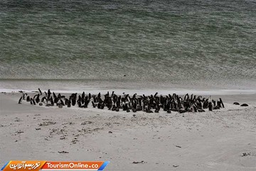 مجمع الجزایر فالکلند