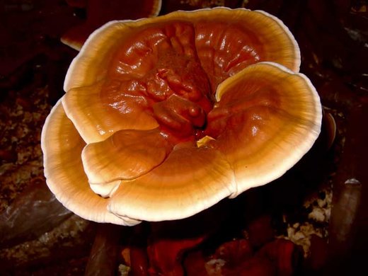 عکس | رازهای حیرت انگیز قارچ ها !