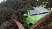 عکس | سقوط درخت روی خودرو بر اثر طوفان تهران