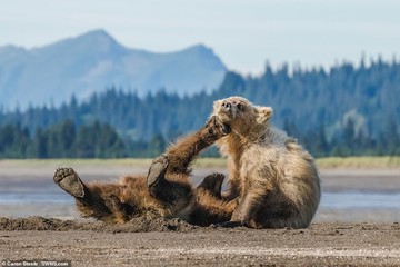 بازی دو توله خرس در آلاسکا
