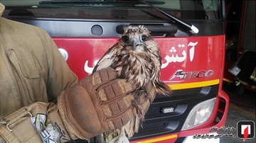 عکس | صید پرنده شکاری در تهرانسر 