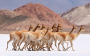 عکس | پرسه شترچه‌های آزاد در عکس روز نشنال جئوگرافیک