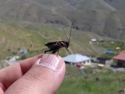 «ملخ البرزی» در مراتع شهرستان کرج شناسایی شد