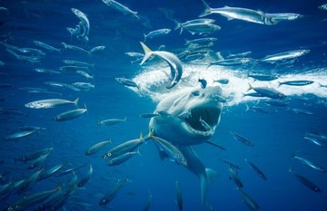 عکس | لحظه دلهره‌آور حمله کوسه به ماهی‌ها در عکس روز نشنال جئوگرافیک