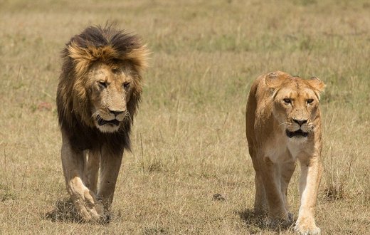 جفت کامران، شیر نر ایرانی در راه وطن