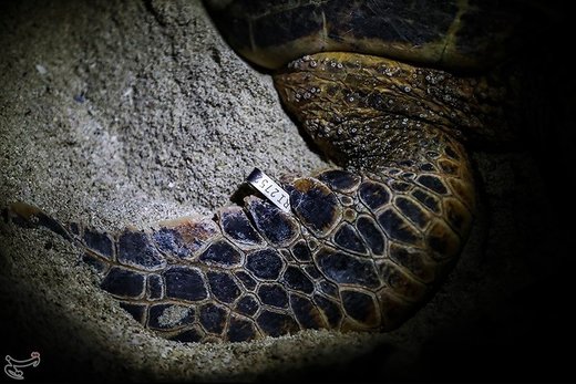 تخم‌گذاری لاک‌پشت‌های پوزه عقابی در کیش