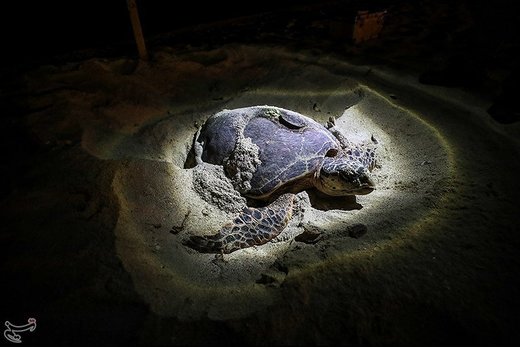 تخم‌گذاری لاک‌پشت‌های پوزه عقابی در کیش