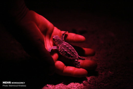 تولد جوجه لاک‌پشت‌های پوزه عقابی در کیش