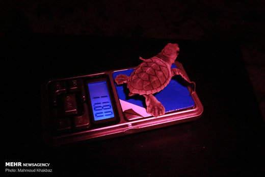 تولد جوجه لاک‌پشت‌های پوزه عقابی در کیش