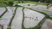تصاویر | زوایایی دیدنی از فصل کاشت برنج در مازندران‌