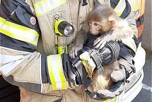 عکس | میمون مزاحم خیابان ولیعصر در دستان آتش‌نشان