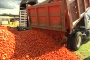 فیلم |  جنگ کلمبیایی‌ها با گوجه فرنگی‌های گندیده!