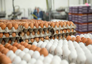 قیمت تخم مرغ در سراشیب ارزانی