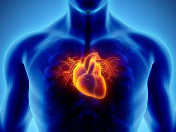 خطرناک‌ترین زمان‌های سال برای سلامت قلب/ چطور سن قلب را کاهش دهیم؟