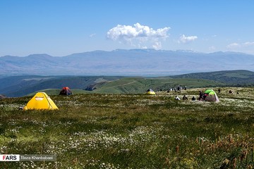 دشت گل‌های بابونه اردبیل