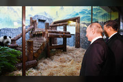 فیلم | پوتین و رئیس جمهور چین در باغ وحش مسکو