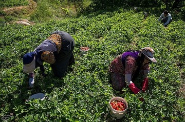 برداشت توت فرنگی از مزارع کردستان