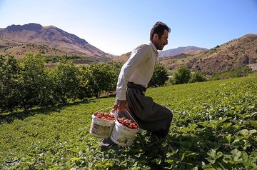 برداشت توت فرنگی از مزارع کردستان