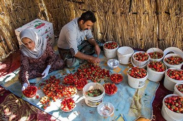 برداشت توت فرنگی از مزارع کردستان