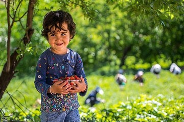 برداشت توت فرنگی از مزارع کردستان