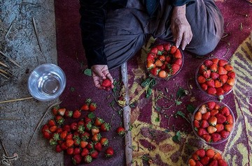 برداشت توت فرنگی از مزارع کردستان