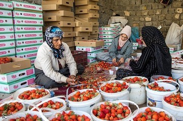 برداشت توت فرنگی از مزارع کردستان