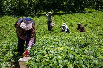 برداشت توت فرنگی از مزارع کردستان