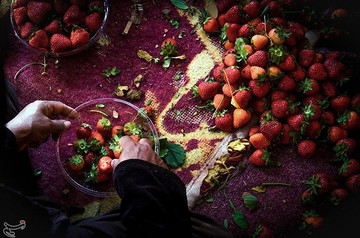 برداشت توت فرنگی از مزارع کردستان