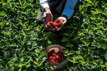 برداشت توت فرنگی از مزارع کردستان