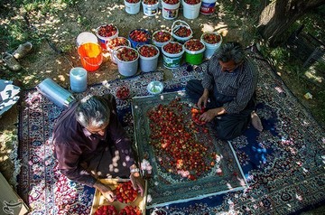برداشت توت فرنگی از مزارع کردستان
