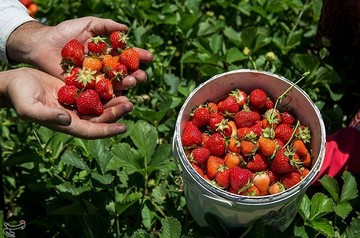 برداشت توت فرنگی از مزارع کردستان