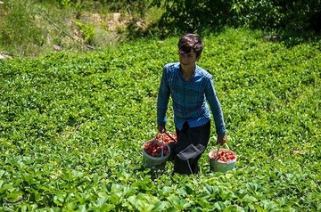 برداشت توت فرنگی از مزارع کردستان
