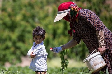 برداشت توت فرنگی از مزارع کردستان