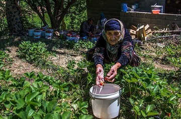 برداشت توت فرنگی از مزارع کردستان