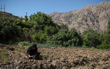 کلاش بافی در اورامانات